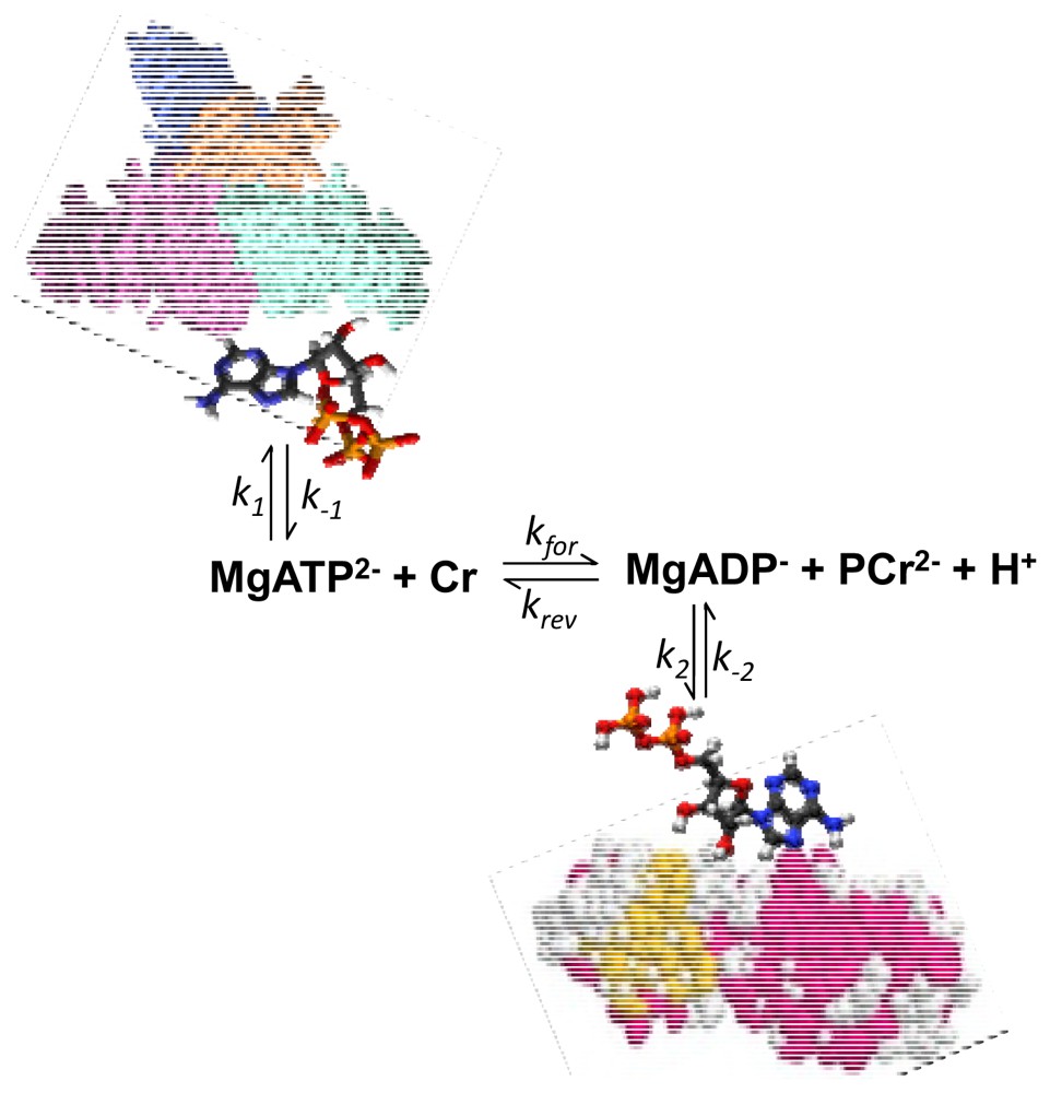 Illustration of the non-equilibrium state of the creatine kinase reaction in muscle cells due to ATP and ADP binding to the proteins and solid biological structures.